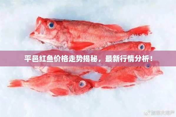 平邑紅魚(yú)價(jià)格走勢(shì)揭秘，最新行情分析！