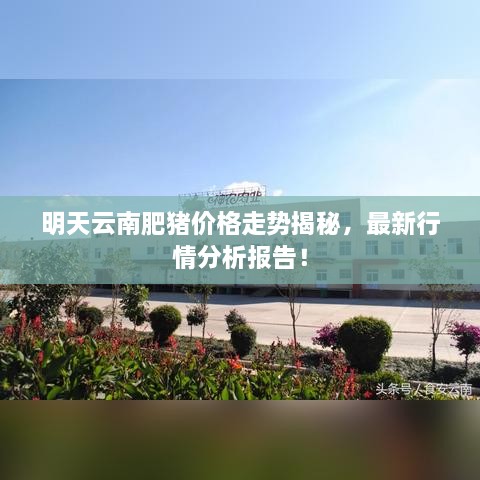 明天云南肥豬價(jià)格走勢(shì)揭秘，最新行情分析報(bào)告！