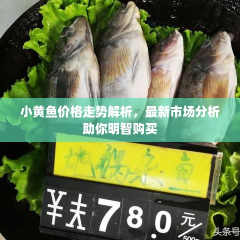 小黃魚(yú)價(jià)格走勢(shì)解析，最新市場(chǎng)分析助你明智購(gòu)買(mǎi)