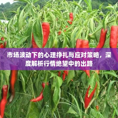 市場(chǎng)波動(dòng)下的心理掙扎與應(yīng)對(duì)策略，深度解析行情絕望中的出路