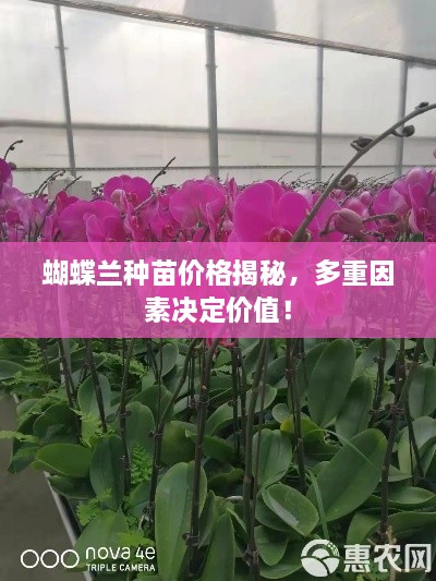 無冬無夏 第2頁