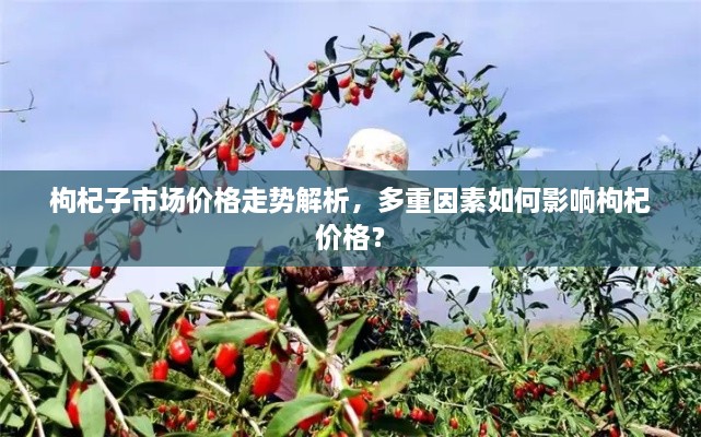 枸杞子市場價格走勢解析，多重因素如何影響枸杞價格？