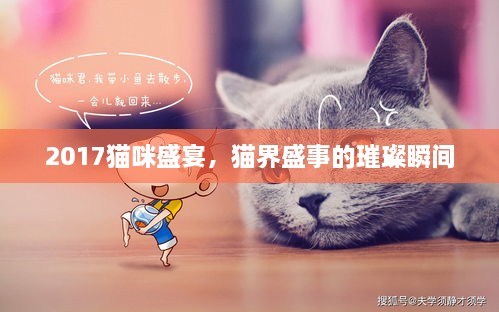 2017貓咪盛宴，貓界盛事的璀璨瞬間