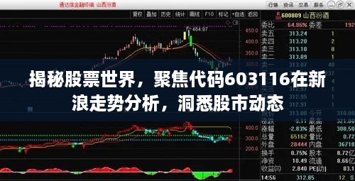 揭秘股票世界，聚焦代碼603116在新浪走勢分析，洞悉股市動態(tài)