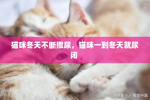 貓咪冬天不斷撒尿，貓咪一到冬天就尿閉 