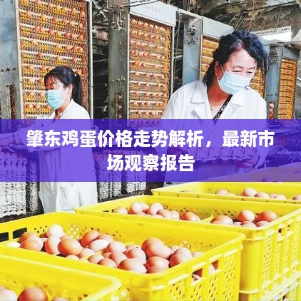 肇東雞蛋價格走勢解析，最新市場觀察報告