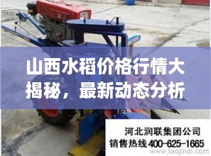 山西水稻價(jià)格行情大揭秘，最新動(dòng)態(tài)分析！