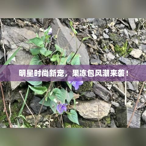 明星時(shí)尚新寵，果凍包風(fēng)潮來(lái)襲！