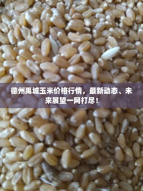 德州禹城玉米價格行情，最新動態(tài)、未來展望一網(wǎng)打盡！