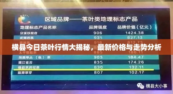 橫縣今日茶葉行情大揭秘，最新價格與走勢分析