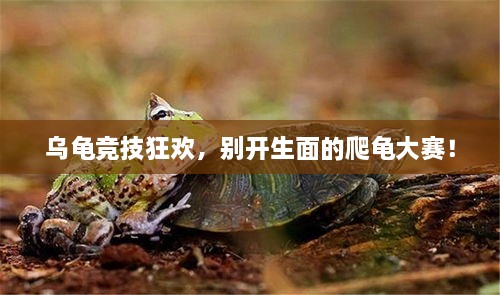 烏龜競技狂歡，別開生面的爬龜大賽！