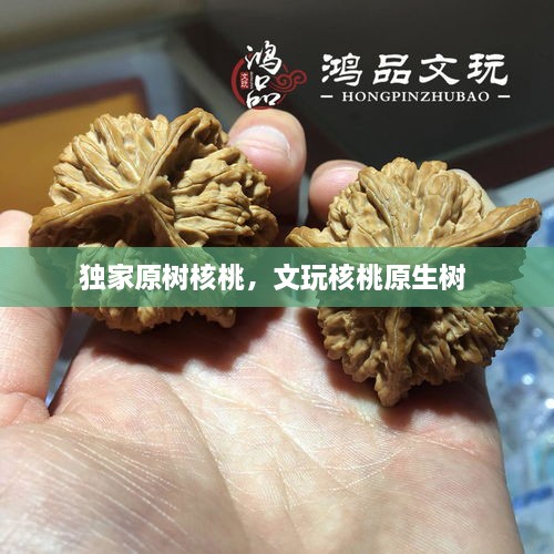 獨(dú)家原樹核桃，文玩核桃原生樹 