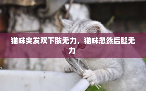 貓咪突發(fā)雙下肢無力，貓咪忽然后腿無力 