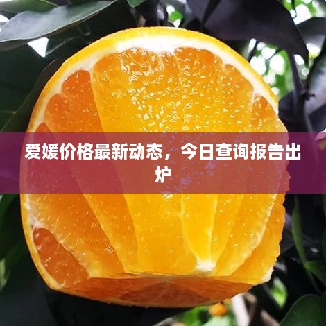 愛媛價(jià)格最新動(dòng)態(tài)，今日查詢報(bào)告出爐
