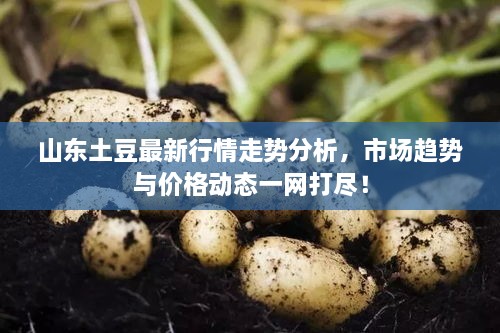 山東土豆最新行情走勢分析，市場趨勢與價格動態(tài)一網(wǎng)打盡！