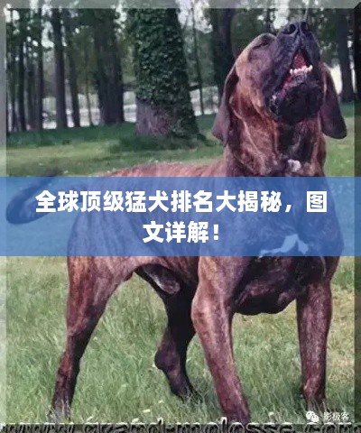 全球頂級猛犬排名大揭秘，圖文詳解！