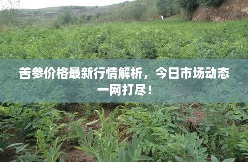 苦參價(jià)格最新行情解析，今日市場動(dòng)態(tài)一網(wǎng)打盡！