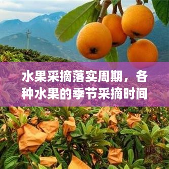 水果采摘落實周期，各種水果的季節(jié)采摘時間書 