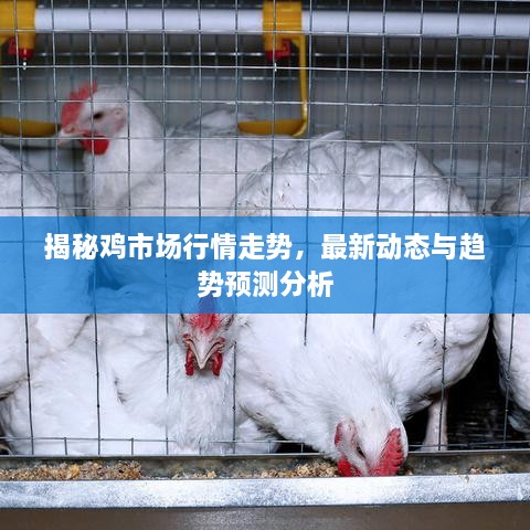 揭秘雞市場行情走勢，最新動態(tài)與趨勢預測分析