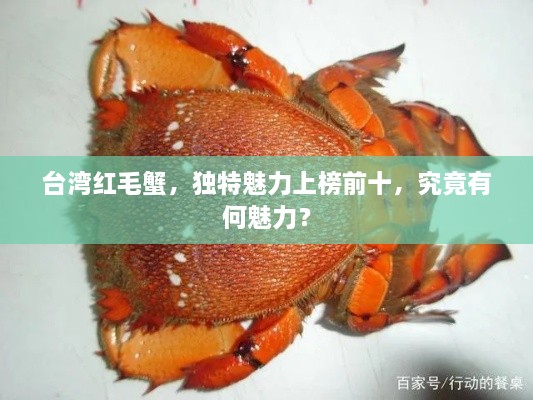 臺灣紅毛蟹，獨(dú)特魅力上榜前十，究竟有何魅力？