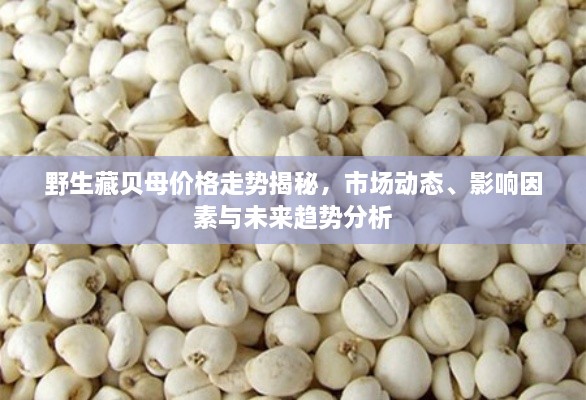 野生藏貝母價格走勢揭秘，市場動態(tài)、影響因素與未來趨勢分析
