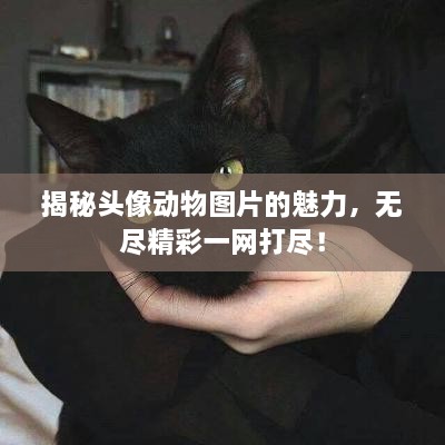 揭秘頭像動物圖片的魅力，無盡精彩一網(wǎng)打盡！