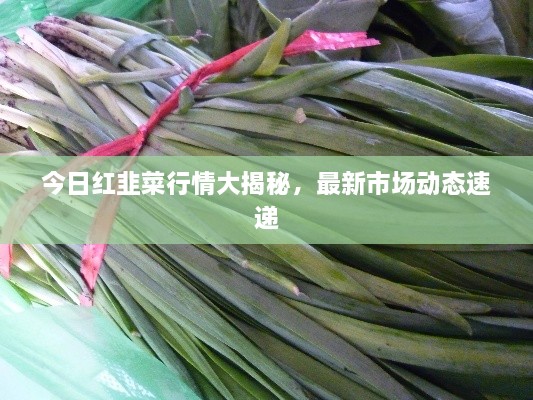 今日紅韭菜行情大揭秘，最新市場(chǎng)動(dòng)態(tài)速遞