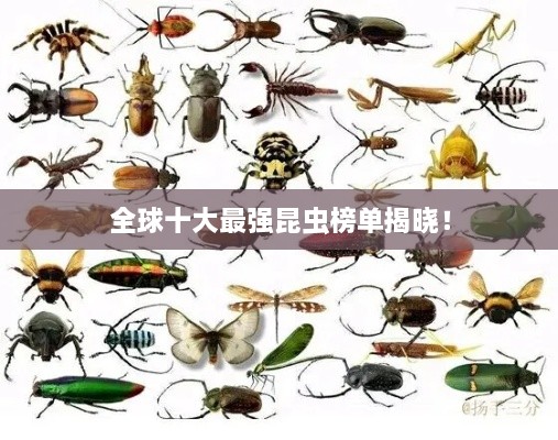全球十大最強(qiáng)昆蟲(chóng)榜單揭曉！