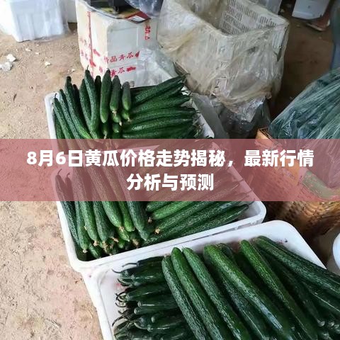 8月6日黃瓜價(jià)格走勢(shì)揭秘，最新行情分析與預(yù)測(cè)
