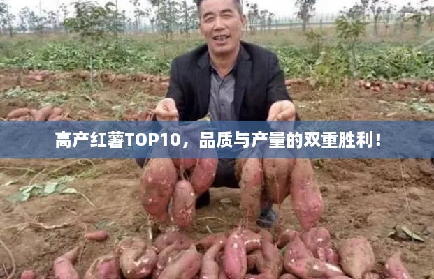 高產(chǎn)紅薯TOP10，品質(zhì)與產(chǎn)量的雙重勝利！