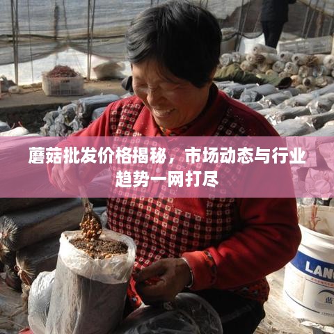 蘑菇批發(fā)價(jià)格揭秘，市場動(dòng)態(tài)與行業(yè)趨勢一網(wǎng)打盡