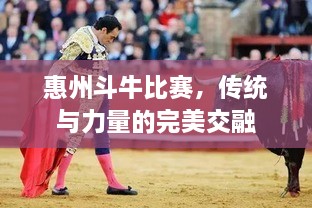 惠州斗牛比賽，傳統(tǒng)與力量的完美交融