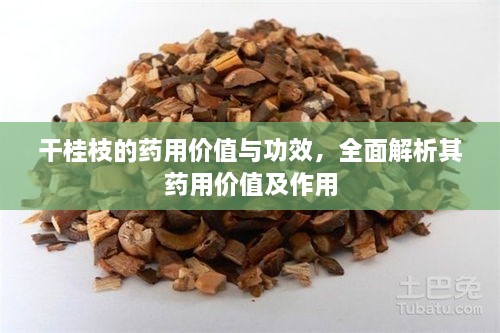 干桂枝的藥用價值與功效，全面解析其藥用價值及作用