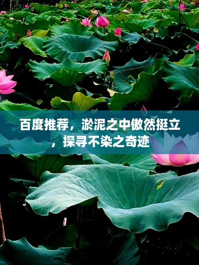 百度推薦，淤泥之中傲然挺立，探尋不染之奇跡