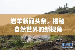 巖羊新聞頭條，揭秘自然世界的新視角