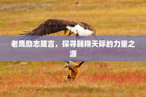 老鷹勵志箴言，探尋翱翔天際的力量之源