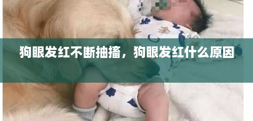 狗眼發(fā)紅不斷抽搐，狗眼發(fā)紅什么原因 