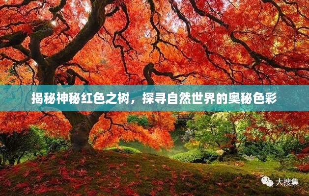 揭秘神秘紅色之樹，探尋自然世界的奧秘色彩
