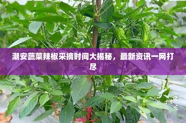 潮安蔬菜辣椒采摘時間大揭秘，最新資訊一網(wǎng)打盡