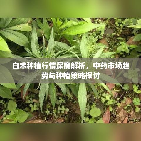 白術(shù)種植行情深度解析，中藥市場趨勢與種植策略探討