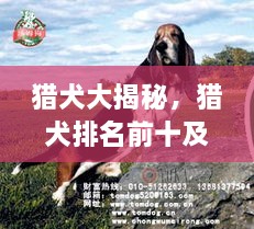 獵犬大揭秘，獵犬排名前十及詳細(xì)圖片介紹