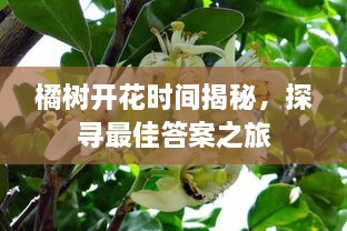 橘樹開花時間揭秘，探尋最佳答案之旅