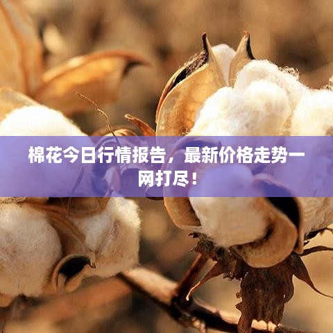 棉花今日行情報(bào)告，最新價(jià)格走勢(shì)一網(wǎng)打盡！