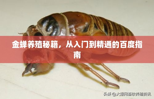 金蟬養(yǎng)殖秘籍，從入門(mén)到精通的百度指南