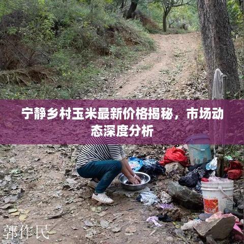 寧靜鄉(xiāng)村玉米最新價格揭秘，市場動態(tài)深度分析