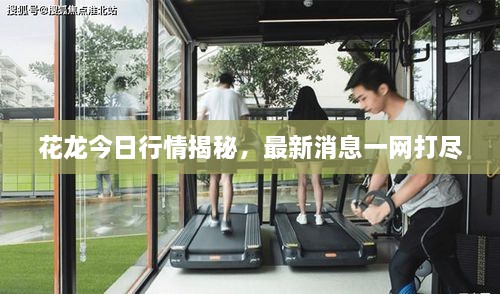 花龍今日行情揭秘，最新消息一網(wǎng)打盡