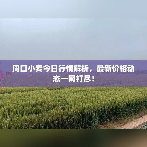 周口小麥今日行情解析，最新價(jià)格動(dòng)態(tài)一網(wǎng)打盡！