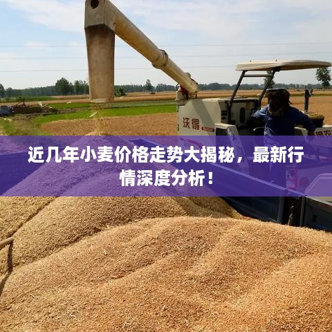 近幾年小麥價(jià)格走勢大揭秘，最新行情深度分析！