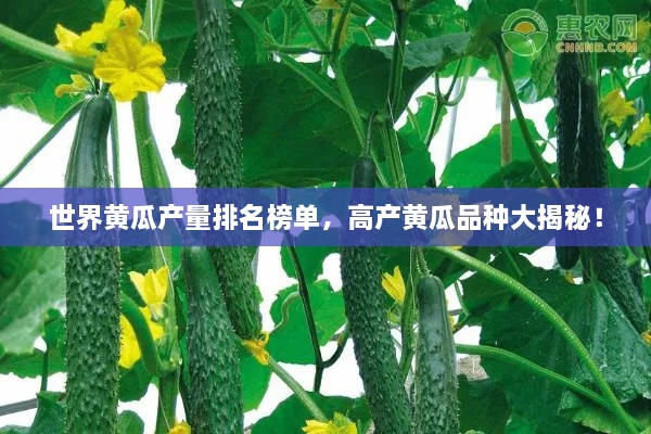 世界黃瓜產量排名榜單，高產黃瓜品種大揭秘！