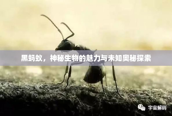 產(chǎn)品展示 第35頁